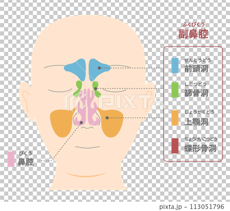 從正面看鼻竇的頭部插圖 113051796