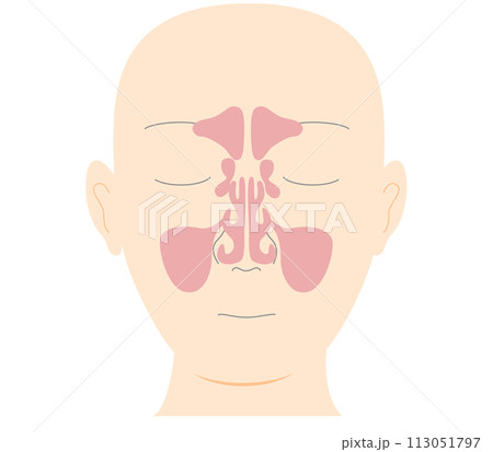 副鼻腔を正面から見たシンプルな頭部のイラスト 113051797