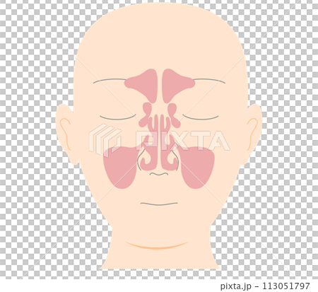 副鼻腔を正面から見たシンプルな頭部のイラスト 113051797