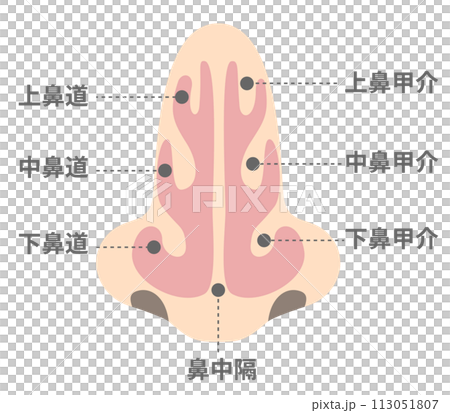 從正面看鼻腔的名稱和結構 113051807