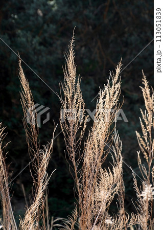 来島海峡馬島のギシギシの冬枯れ 来島海峡馬島のギシギシの冬枯れ 113051839