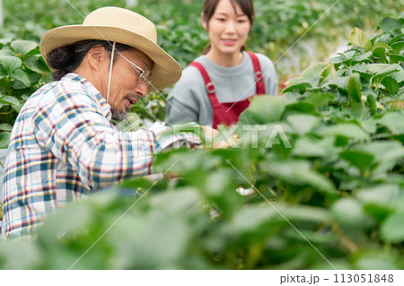 ビニールハウスで働くミドルシニア農夫と若い女性 113051848