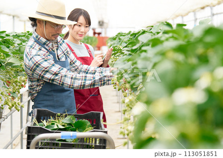 ビニールハウスで働くミドルシニア農夫と若い女性 ビニールハウスで働くミドルシニア農夫と若い女性 113051851