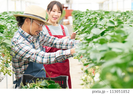 ビニールハウスで働くミドルシニア農夫と若い女性 ビニールハウスで働くミドルシニア農夫と若い女性 113051852