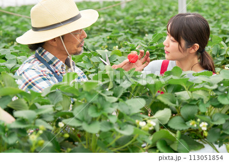 温室にてイチゴの収穫を指導するベテラン農夫と聞き入る若い女性 温室にてイチゴの収穫を指導するベテラン農夫と聞き入る若い女性 113051854