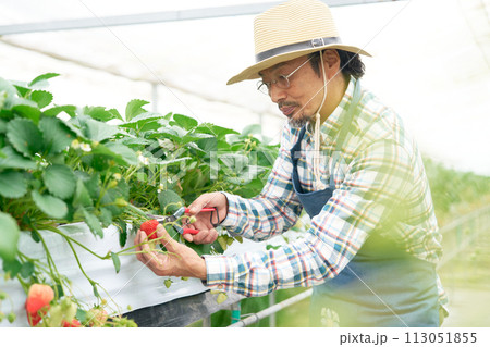 ビニールハウスにてイチゴの収穫をするミドルシニア農夫 ビニールハウスにてイチゴの収穫をするミドルシニア農夫 113051855