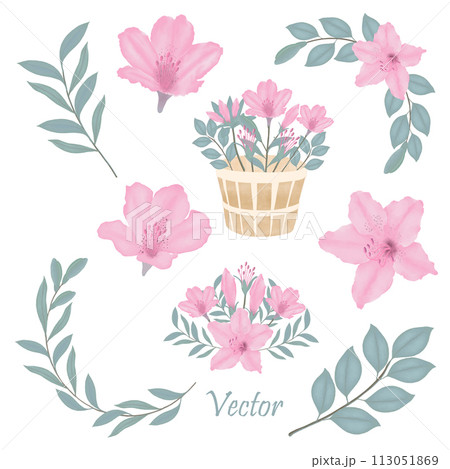 Hand-Drawn Pink Azalea Blooms - Spring Flower Illustration Hand-Drawn Pink Azalea Blooms - Spring Flower Illustration 113051869