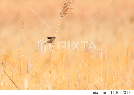 飛翔する可愛いジョウビタキ（ヒタキ科）。  日本国栃木県栃木市、渡良瀬遊水地にて。 ラムサール条約登 113052018