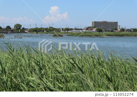 埼玉県　伊佐沼 113052274