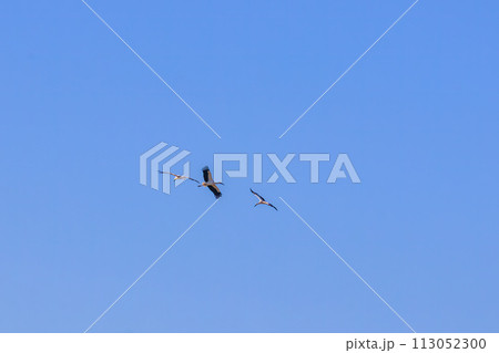 飛翔する美しく大きなコウノトリ（コウノトリ科）他の群れ。  日本国栃木県栃木市、渡良瀬遊水地にて。 113052300
