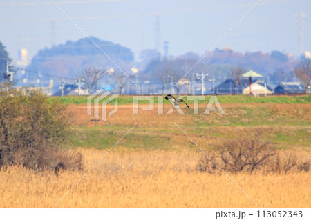 魚を捕らえ掴んだまま飛翔する美しいミサゴ（タカ科）。  日本国栃木県栃木市、渡良瀬遊水地にて。 ラム 113052343