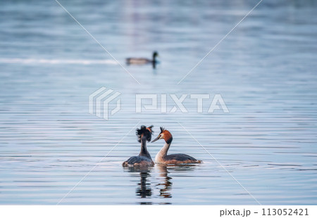 Mating games of two water birds Great Crested Grebes. Two waterfowl birds Great Crested Grebes swim in the lake with heart shaped silhouette Mating games of two water birds Great Crested Grebes. Two waterfowl birds Great Crested Grebes swim in the lake with heart shaped silhouette 113052421