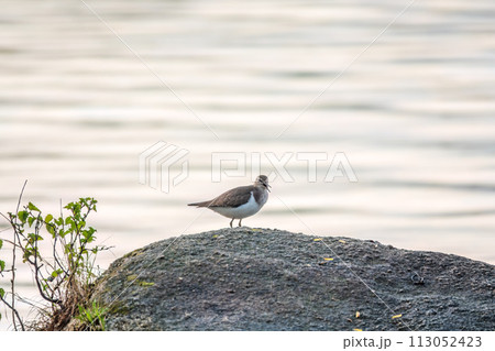 Common sandpiper, Actitis hypoleucos, resting lake shore under raindrops. Common sandpiper, Actitis hypoleucos, resting lake shore under raindrops. 113052423