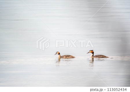 Two Great Crested Grebes swim in the lake 113052434