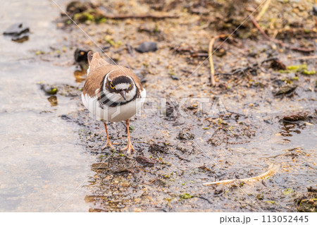 Little ringed plover (Charadrius dubius), bird standing on the lake shore Little ringed plover (Charadrius dubius), bird standing on the lake shore 113052445