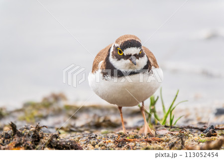 Little ringed plover (Charadrius dubius), bird standing on the lake shore Little ringed plover (Charadrius dubius), bird standing on the lake shore 113052454