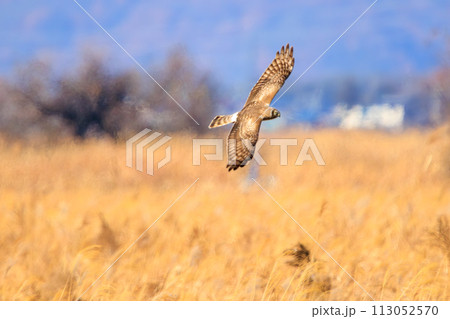 狩りのために葦原を飛翔する美しいハイイロチュウヒ（タカ科）。日本国栃木県栃木市、渡良瀬遊水地にて。 113052570
