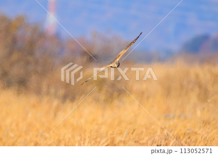 狩りのために葦原を飛翔する美しいハイイロチュウヒ（タカ科）。日本国栃木県栃木市、渡良瀬遊水地にて。 113052571