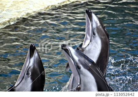 兵庫 城崎マリンワールド カマイルカ イルカ 兵庫 城崎マリンワールド カマイルカ イルカ 113052642