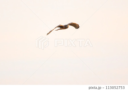 夕方飛翔してねぐら入りする美しいハイイロチュウヒ(タカ科)。 日本国栃木県栃木市、渡良瀬遊水地にて 夕方飛翔してねぐら入りする美しいハイイロチュウヒ(タカ科)。 日本国栃木県栃木市、渡良瀬遊水地にて 113052753