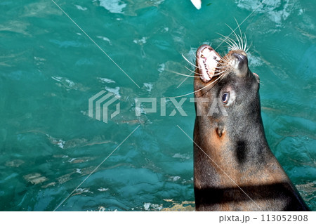 兵庫　城崎マリンワールド　トド 113052908