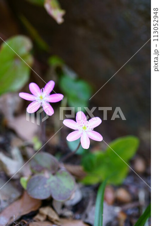 6602　ユキワリソウ 113052948