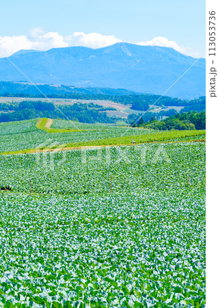 嬬恋村のキャベツ畑（草津白根山を望む） 113053736
