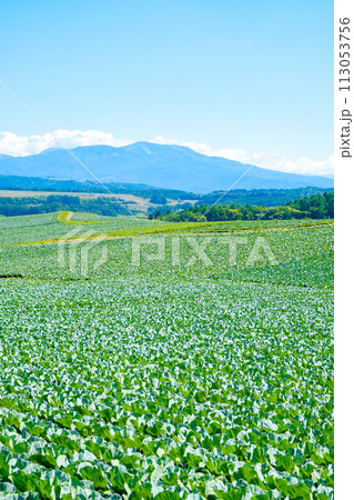 嬬恋村のキャベツ畑(草津白根山を望む) 嬬恋村のキャベツ畑(草津白根山を望む) 113053756