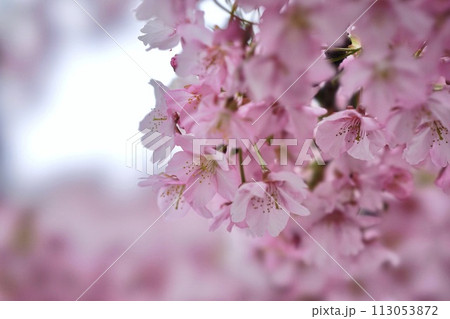 春の陽光に輝く桜 春の陽光に輝く桜 113053872