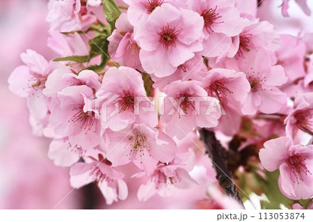 春の訪れを告げる河津桜 春の訪れを告げる河津桜 113053874