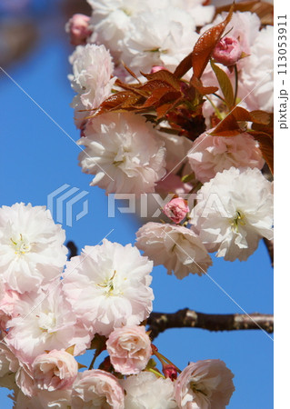 満開の八重桜（普賢象）のクローズアップ 【青空背景】 113053911