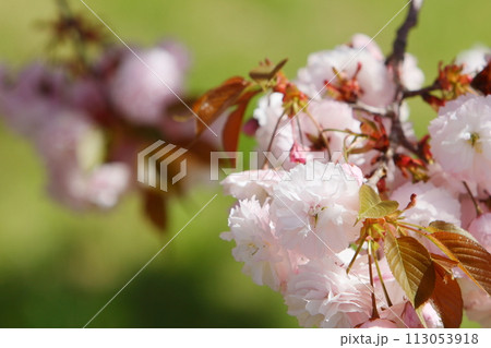 満開の八重桜(普賢象)のクローズアップ 満開の八重桜(普賢象)のクローズアップ 113053918