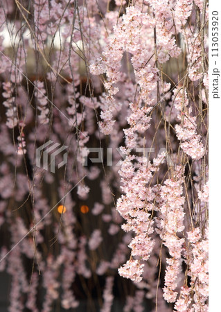 長野県飯田市 麻績の里 舞台桜 長野県飯田市 麻績の里 舞台桜 113053920