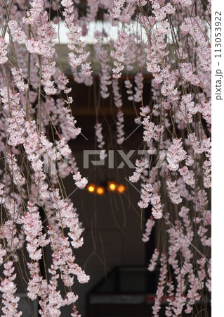 長野県飯田市 麻績の里 舞台桜 113053922