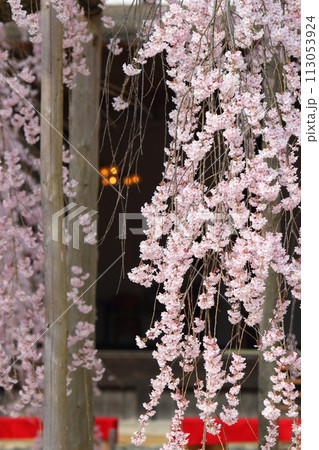 長野県飯田市 麻績の里 舞台桜 長野県飯田市 麻績の里 舞台桜 113053924