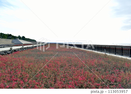 佐賀　東与賀海岸シチメンソウ群生地　群生地　シチメンソウ 113053957