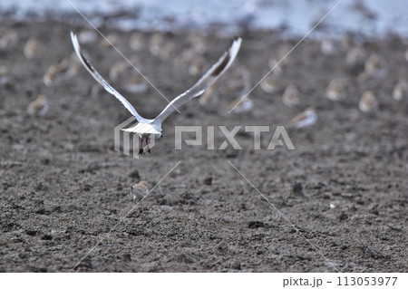 佐賀　東与賀海岸シチメンソウ群生地　海鳥 113053977