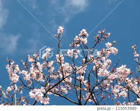 新宿で開花した桜 113053980