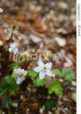 6620 バイカオウレン 6620 バイカオウレン 113053981