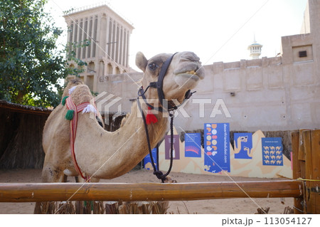 アルファヒディ地区のアラブの伝統的な建物とラクダ 113054127
