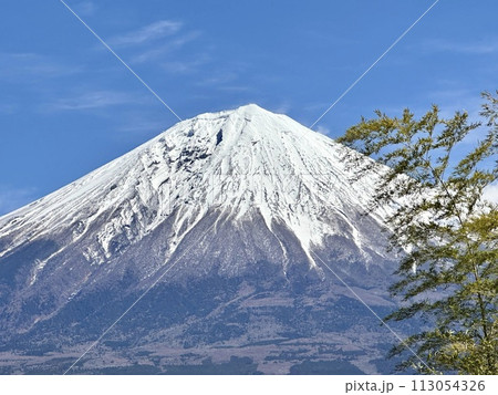 竹と富士山 113054326