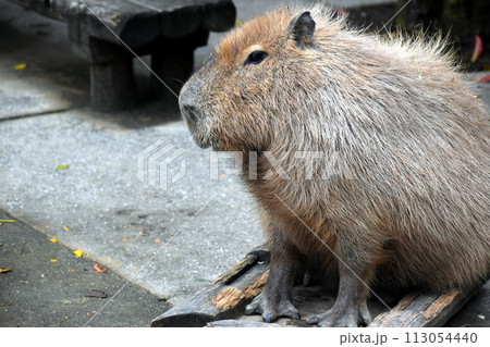 長崎　長崎バイオパーク　生き物　カピバラ 113054440