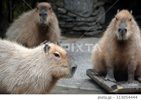 長崎　長崎バイオパーク　生き物　カピバラ 113054444