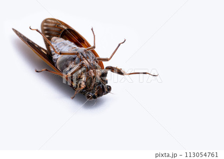 ひっくり返ったアブラゼミ(オス)を白背景で撮影した写真 113054761