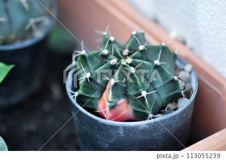Gymnocalycium ,Gymnocalycium mihanovichii or gymnocalycium mihanovichii variegated or cactus Gymnocalycium ,Gymnocalycium mihanovichii or gymnocalycium mihanovichii variegated or cactus 113055239