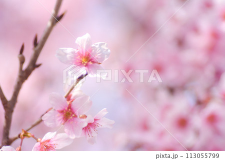 桜 啓翁桜(けいおうざくら) 桜 啓翁桜(けいおうざくら) 113055799