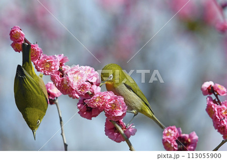 満開の紅梅にメジロさん （ 春うららイメージ ）（ 春麗らかイメージ ）（ 大騒ぎイメージ ） 113055900