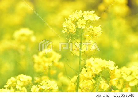 菜の花 菜の花 113055949