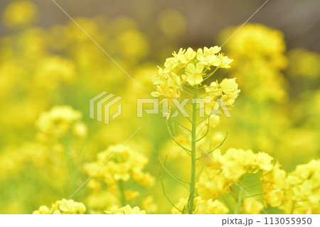 菜の花 113055950