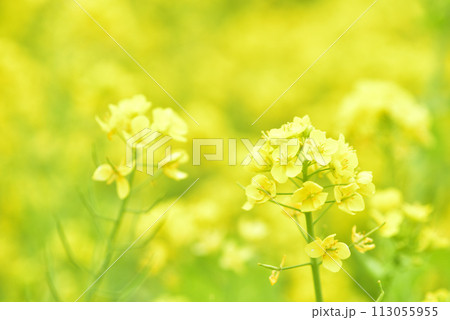 菜の花 菜の花 113055955